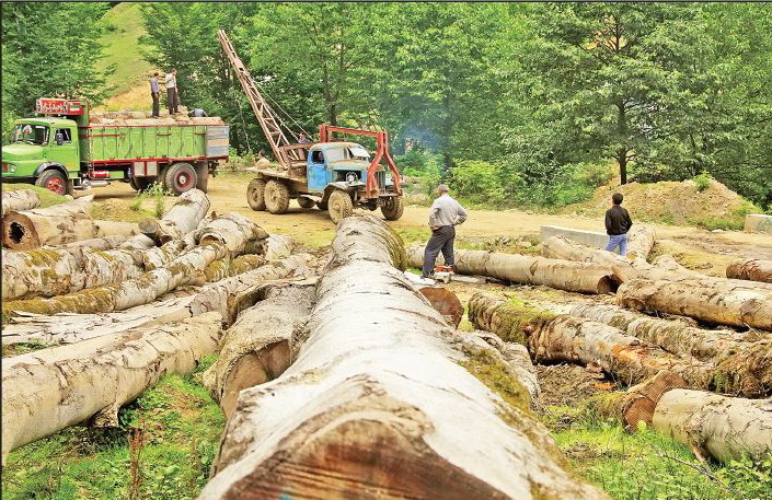 صادرات چوب به قیمت رکود کارخانه‌های داخلی
